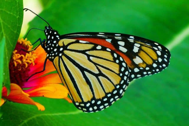 Animals & Insects