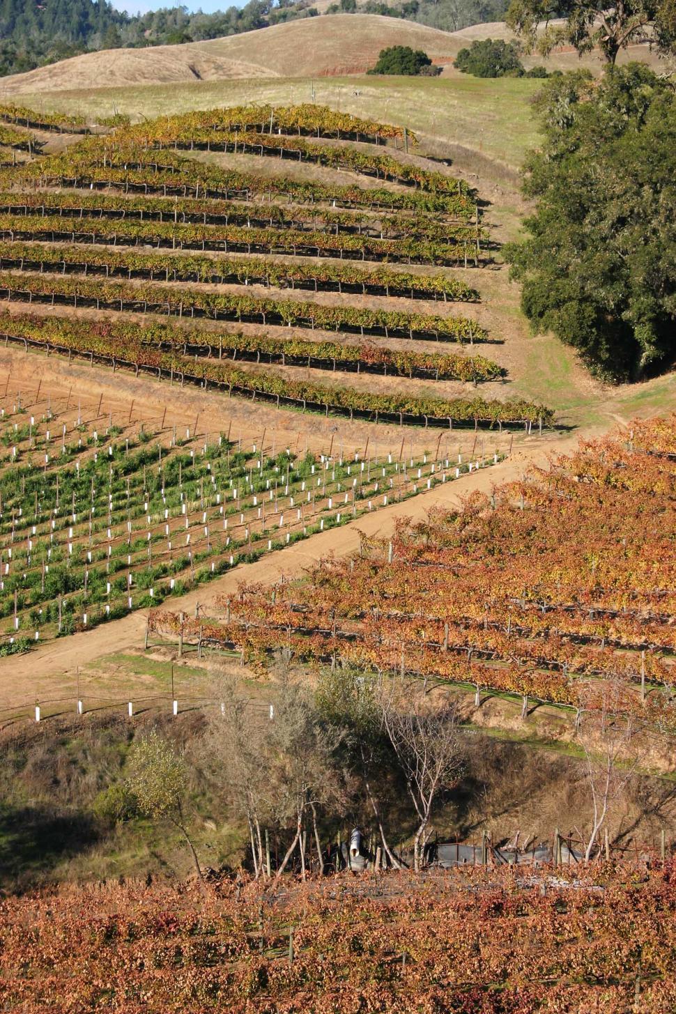 Free Image of Vineyard in the Heart of a Field 