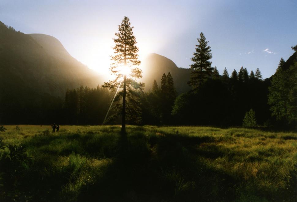 Free Image of Lone Tree Standing in Field With Mountains in Background 