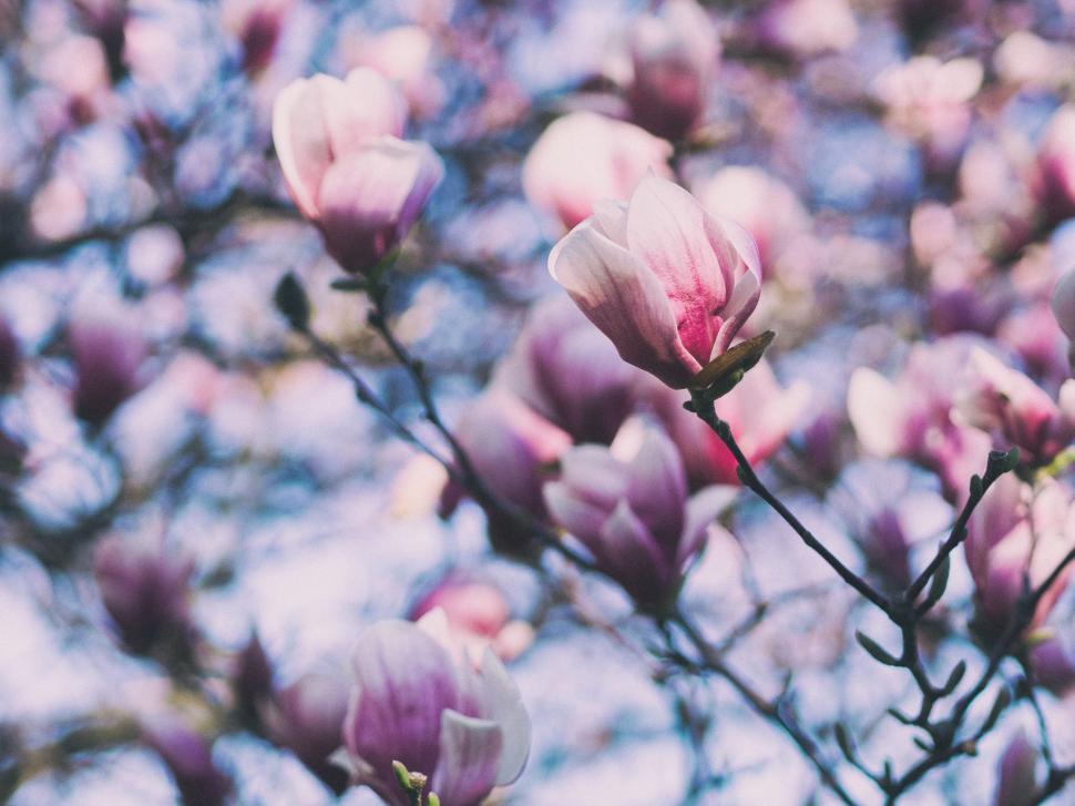 Free Image of Cluster of Flowers Hanging on a Tree 