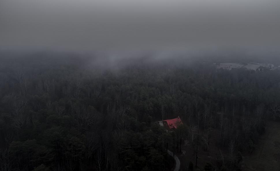 Free Image of Misty Forest in Monochrome 
