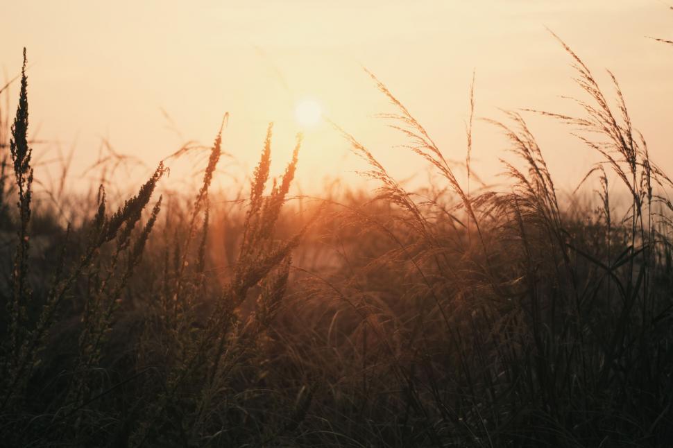 Free Image of Sun Shining Through Tall Grass 