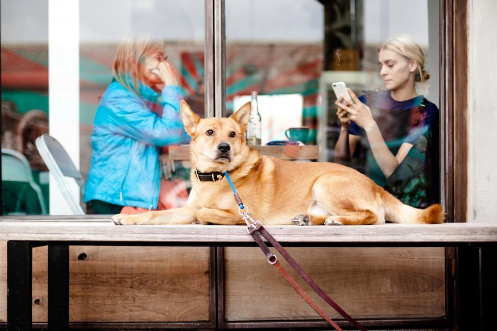 Free Image of Dog Laying on Table in Front of Window 