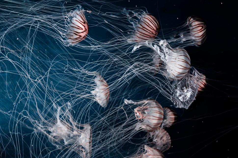 Free Image of Group of Jellyfish Swimming in the Ocean 