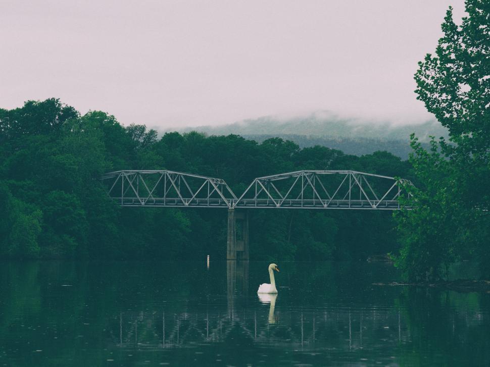 Free Image of Swan Swimming Under Bridge 