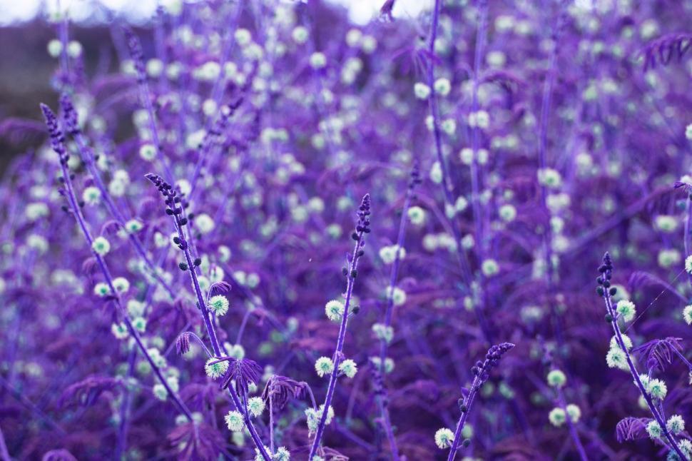Free Image of Cluster of Flowers Sprawled in Grass 
