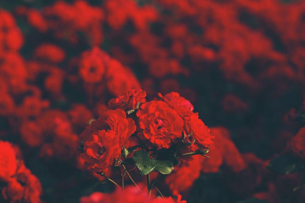 Free Image of Red Flowers in a Vase 