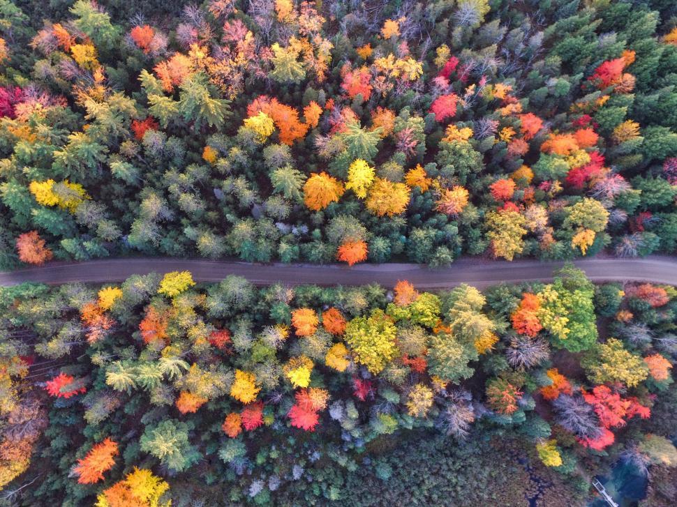 Free Image of Aerial View of Road Surrounded by Trees 