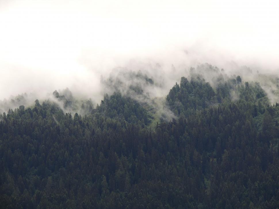 Free Stock Photo Of Monochrome Forest Landscape 