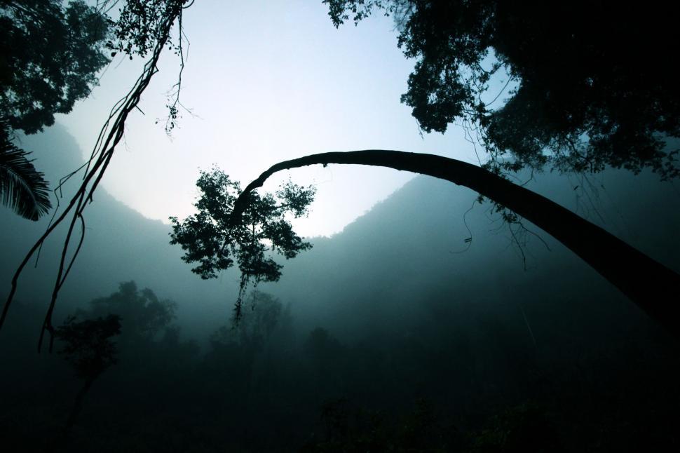 Free Image of Tree Standing Amid Foggy Forest 