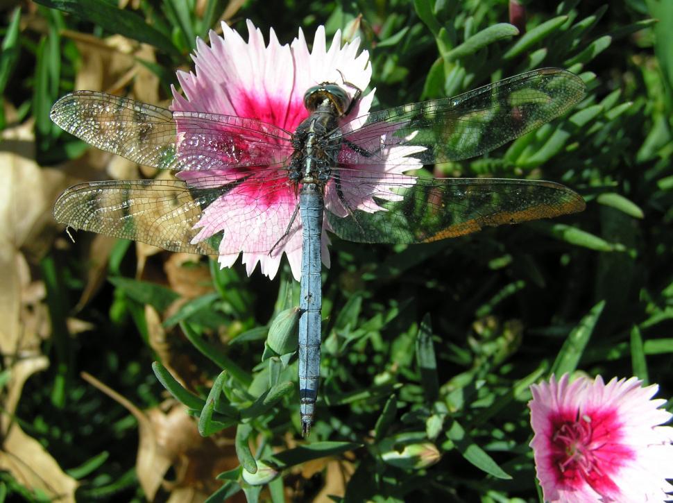 Free Image of Dragonfly 