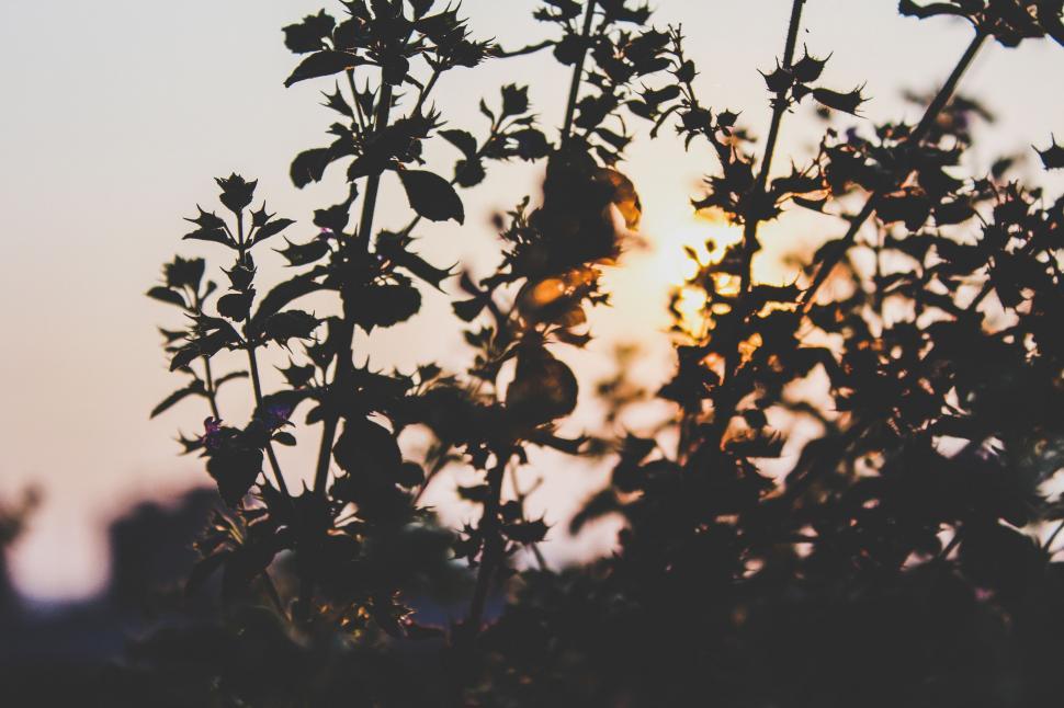 Free Image of Sun Shining Through Branches of Tree 