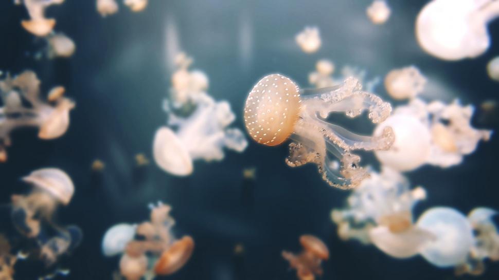 Free Image of Group of Jellyfish Floating in the Water 