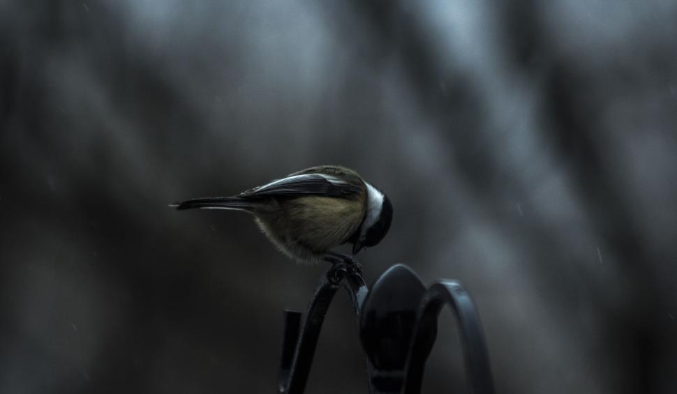 Free Image of Bird Perched on Branch 
