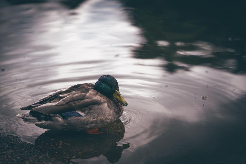 Free Image of Duck Swimming in Water 