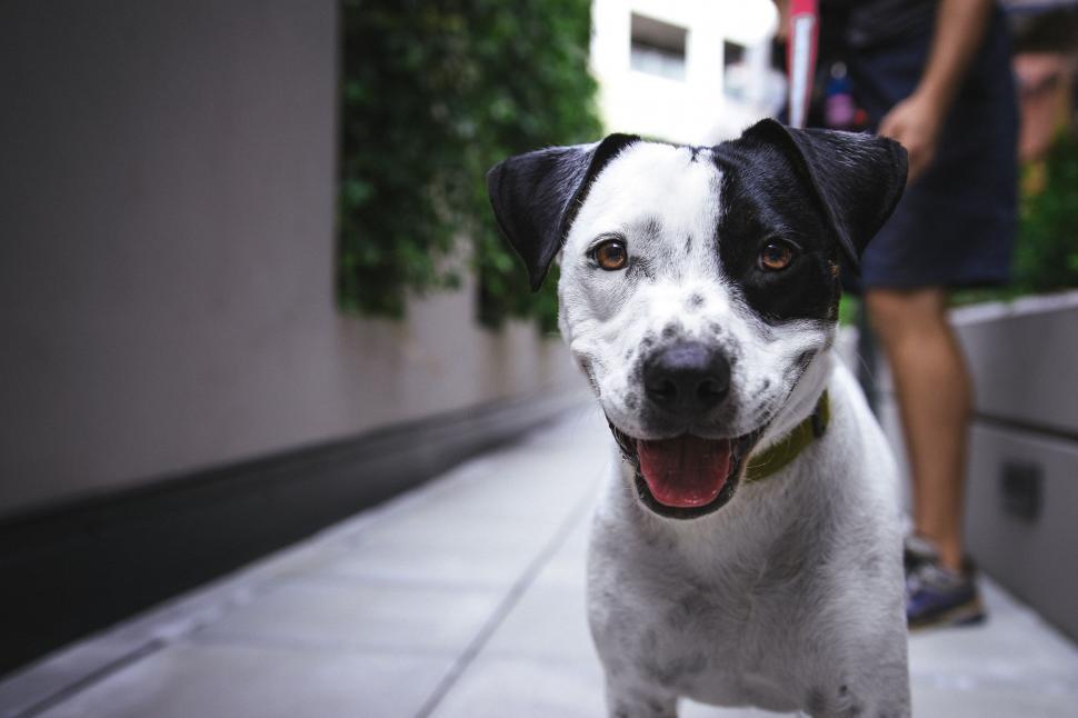 Free Image of Black and White Dog Standing on Sidewalk 