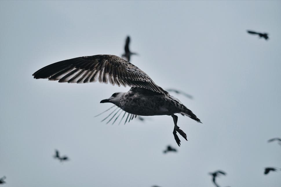 Free Image of A Flock of Birds Flying Through a Cloudy Sky 