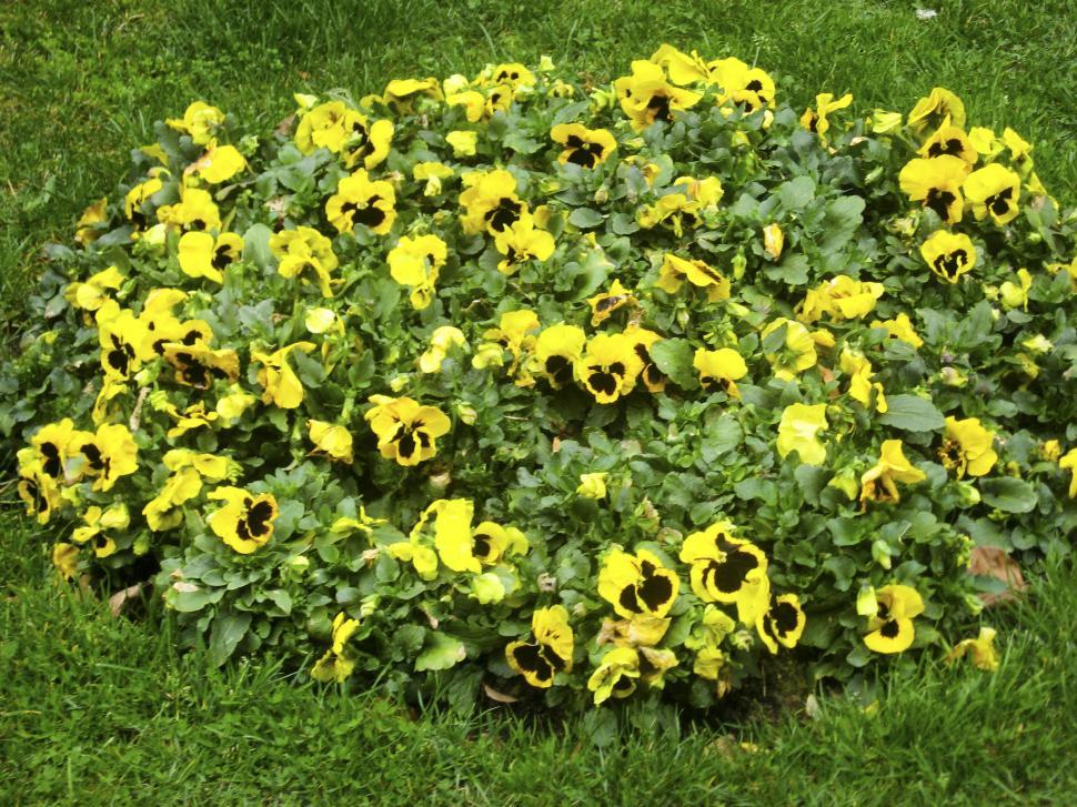 Free Image of yellow flowers 