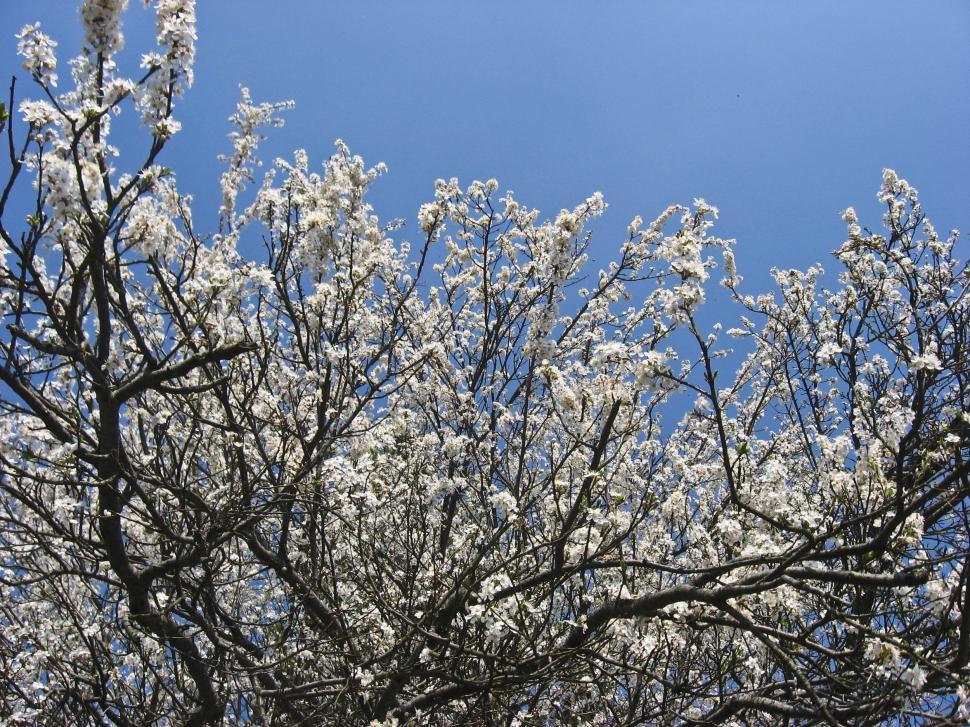 Free Image of blooming tree 