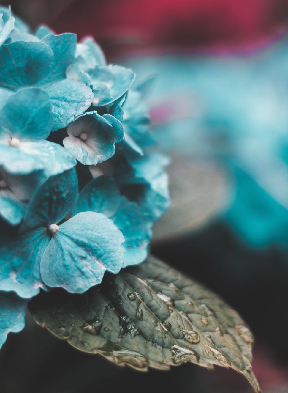 Free Stock Photo Of Close Up Of Blue Flower With Water Droplets Download Free Images And Free