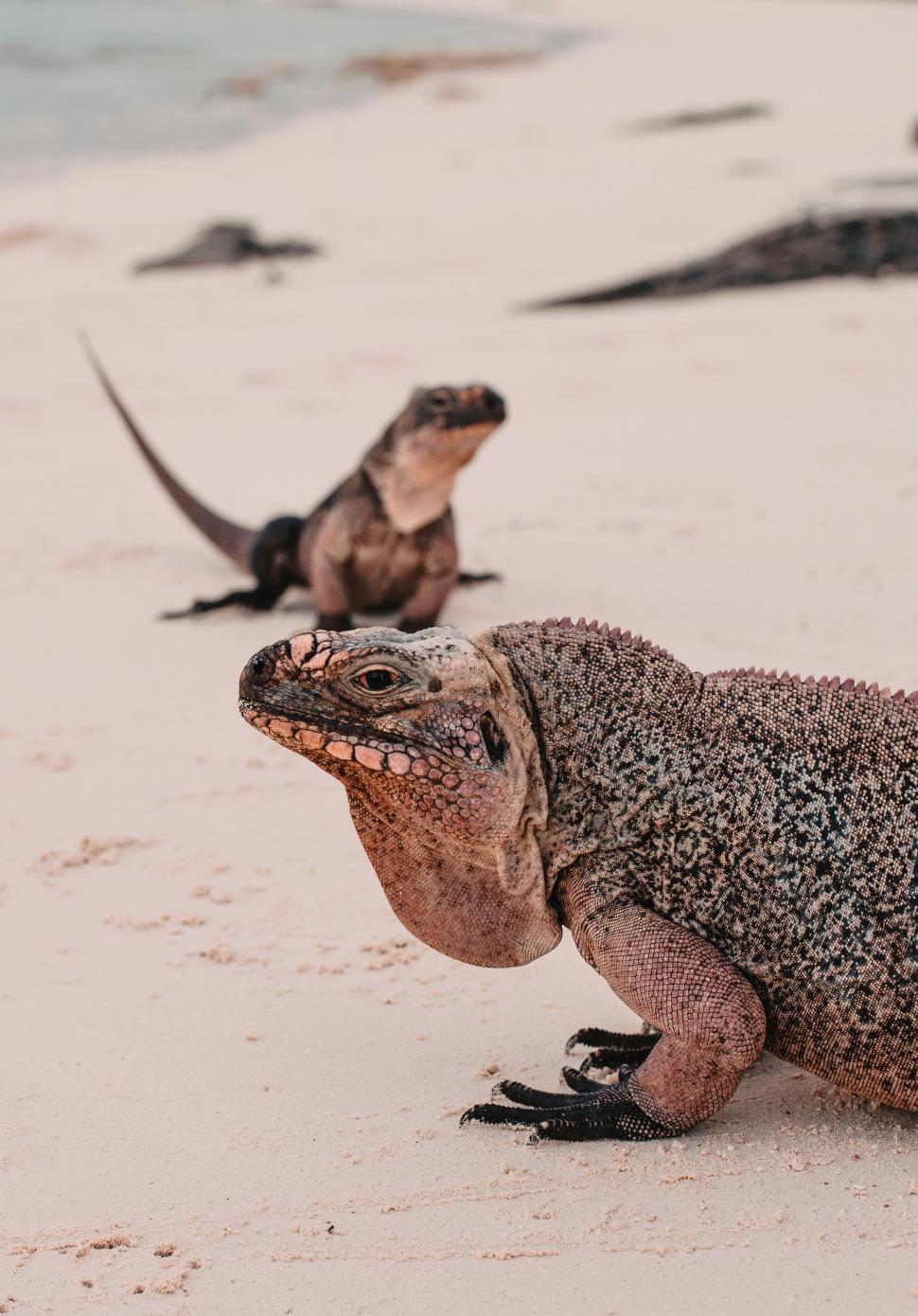 Free Stock Photo of Group of Animals Standing in Sand | Download Free ...