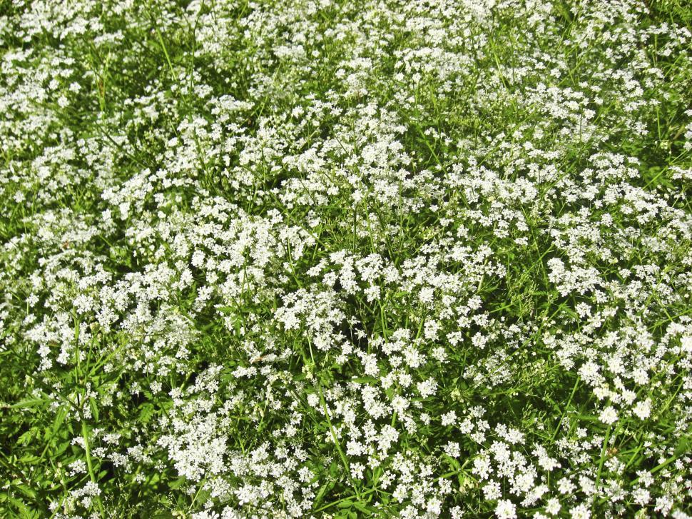 Free Image of flowers on meadow 