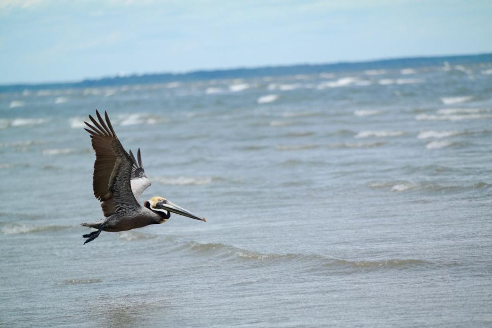 Free Image of Pelican Flying Over the Ocean on a Cloudy Day 