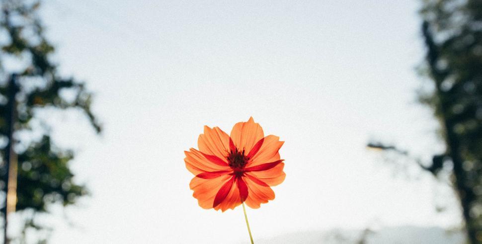 Free Image of A Single Orange Flower Among Trees in Forest 