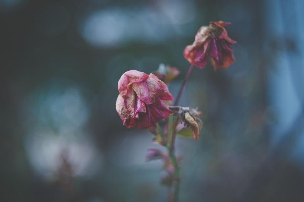 Free Image of Close Up of a Flower With Blurry Background 