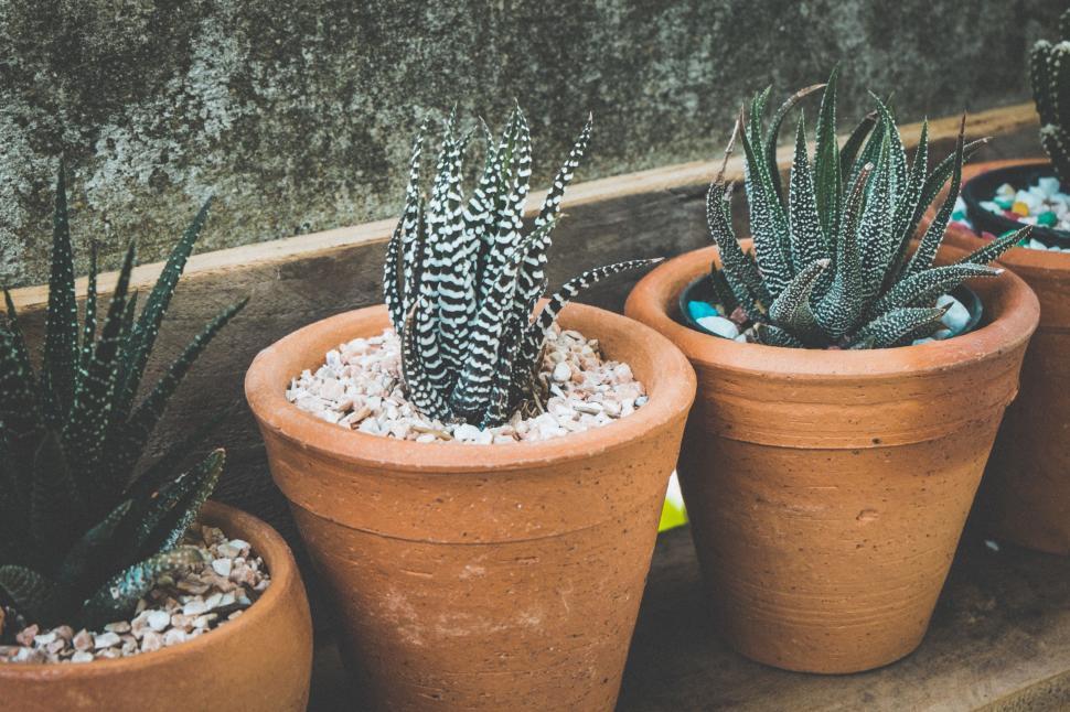 Free Image of Row of Potted Plants in a Garden 