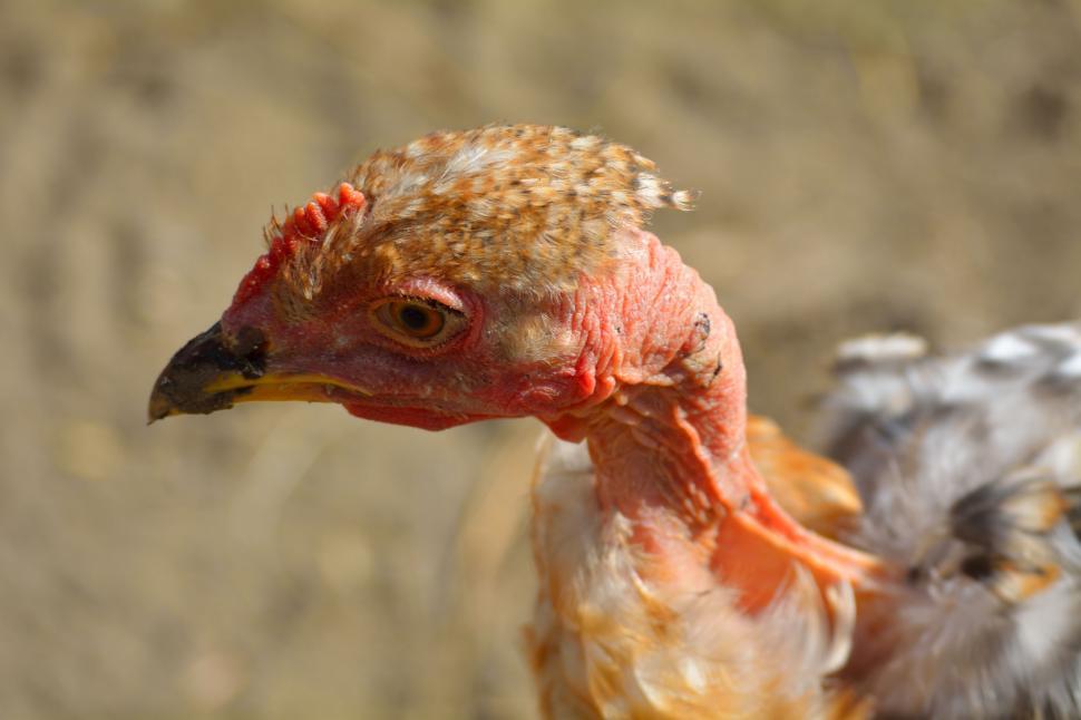 Free Image of Close Up of Chicken Near Another Chicken 
