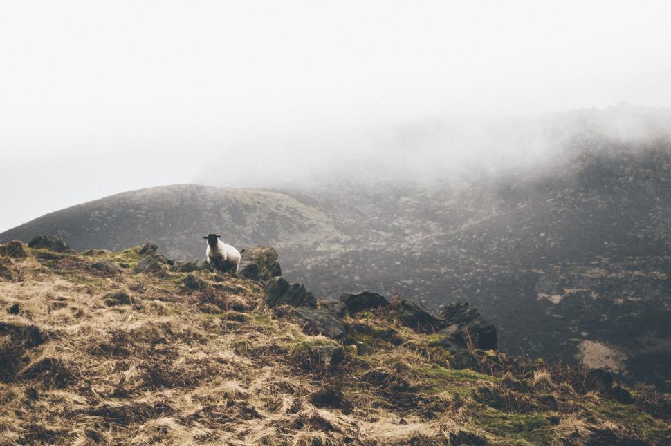 Free Image of Sheep Standing on Top of Grass-Covered Hill 