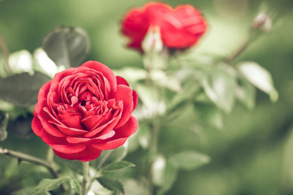 Free Image of Red Rose Blooming in Garden 