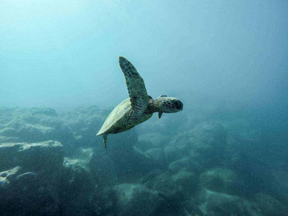 Free Image of Sea Turtle Swimming in the Ocean 