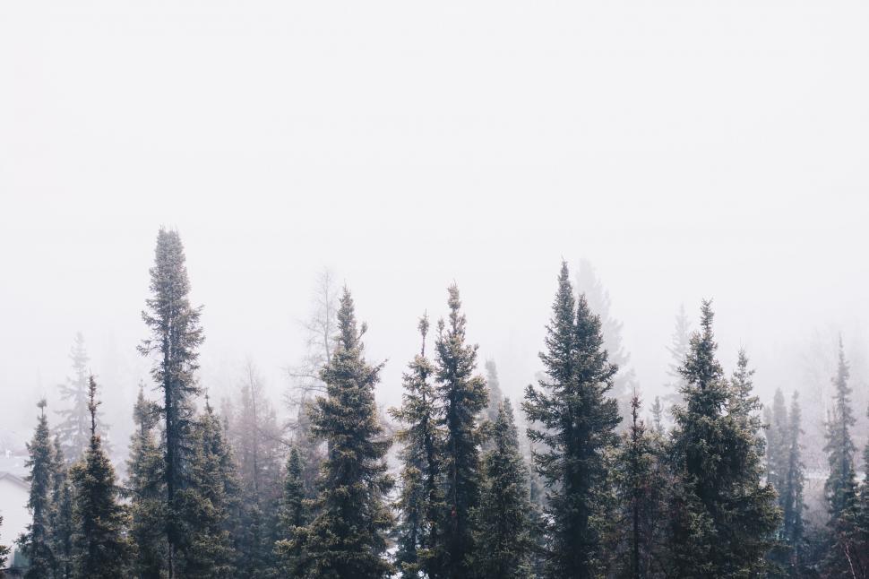 Free Image of Trees in the Snow 