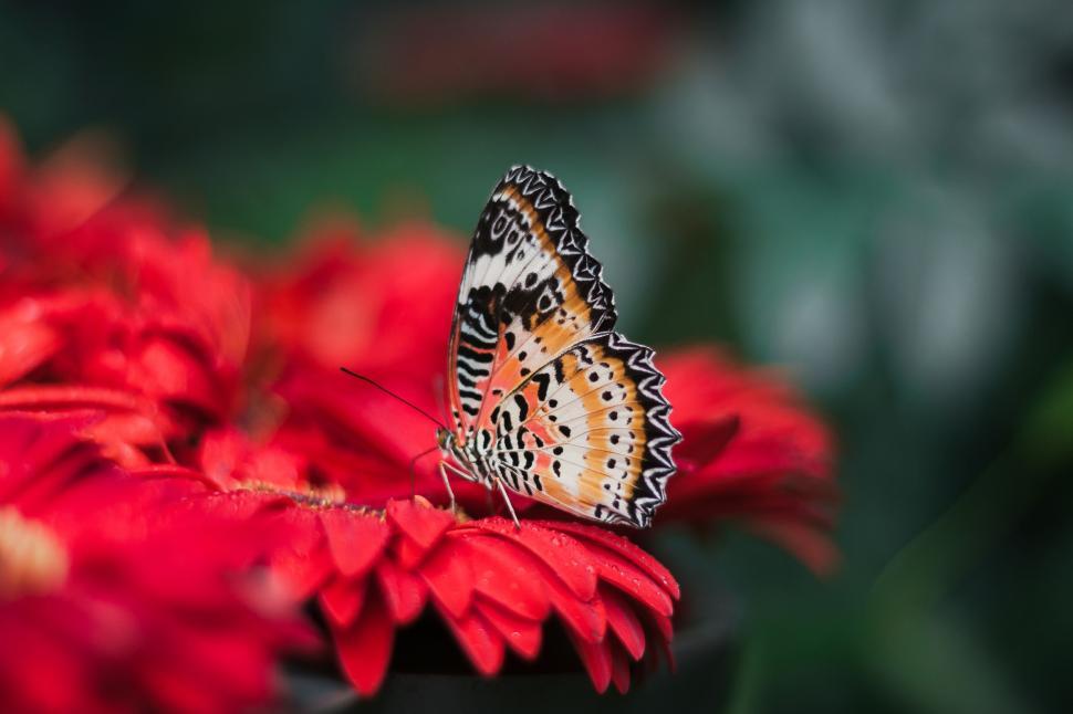 Free Image of Butterfly Resting on Flower 