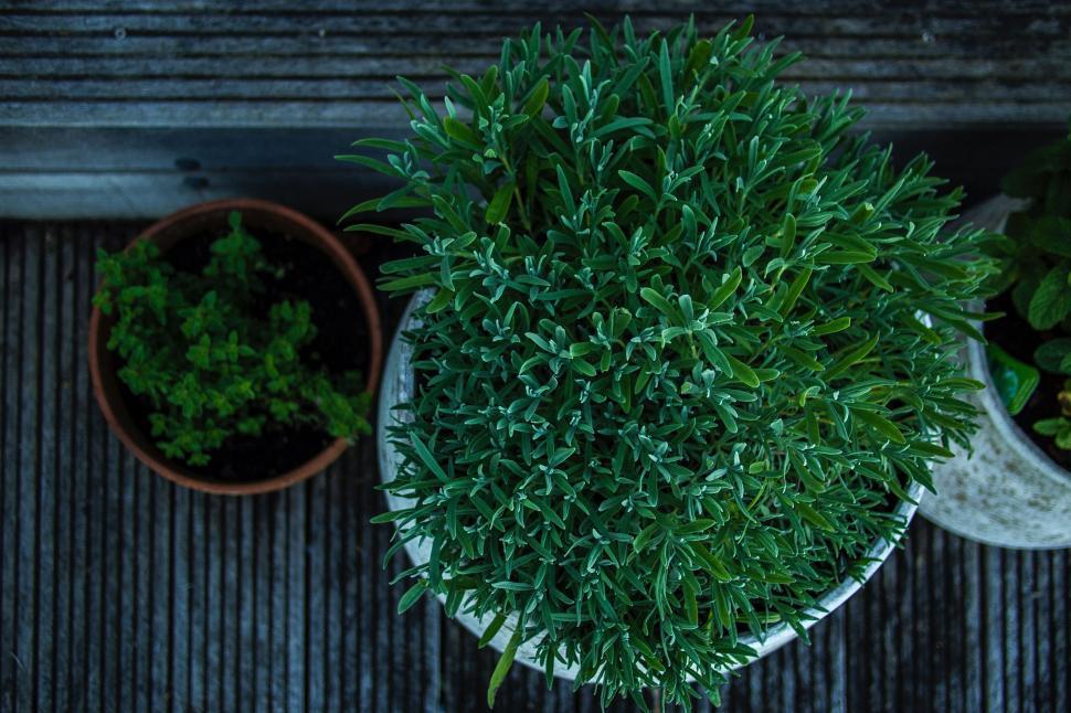 Free Image of Two Potted Plants on Wooden Table 