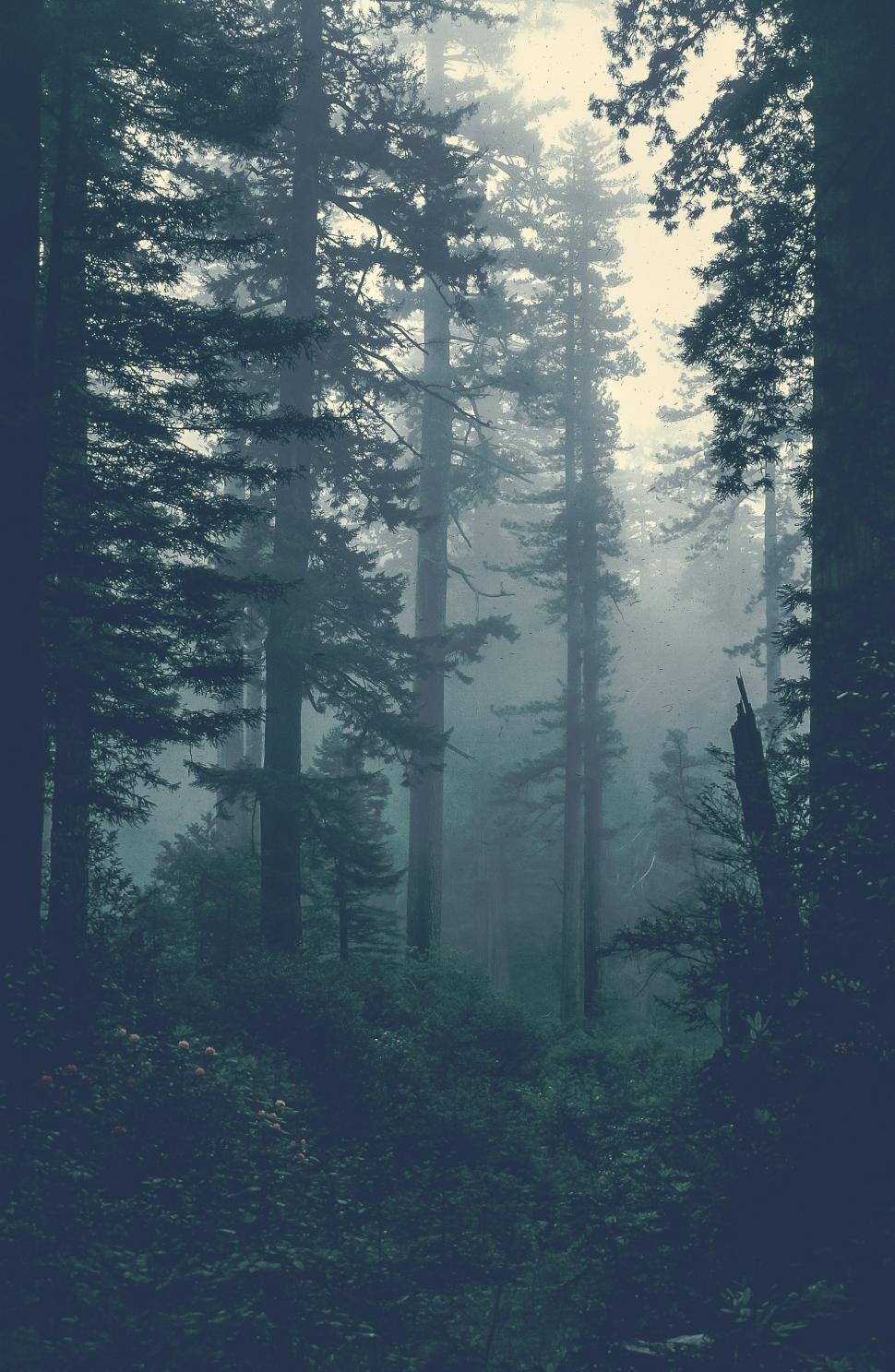 Free Stock Photo of Redwood Trees | Download Free Images and Free ...