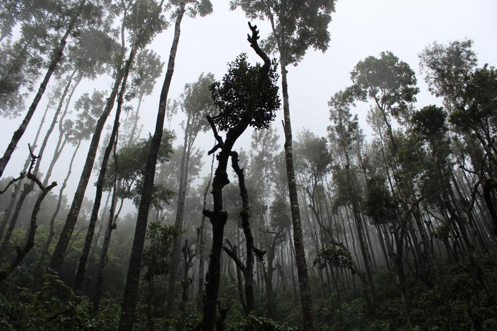 Free Image of Towering Trees in a Dense Forest 