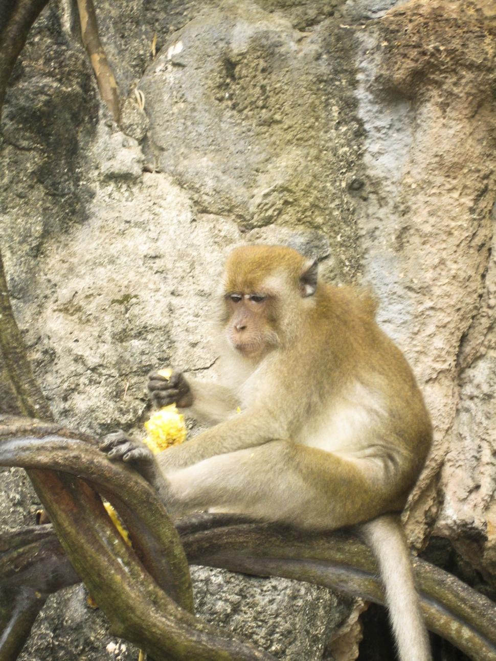 Free Image of Monkey 