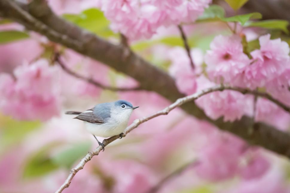 Free Image of Small Bird Perched on Tree Branch 