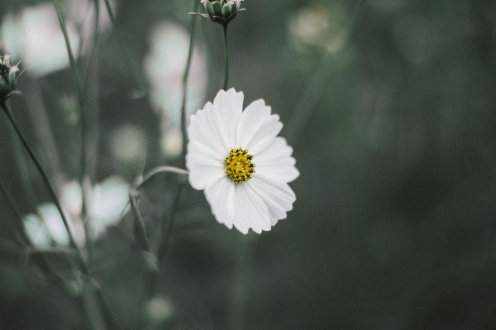 Free Image of Monochrome Close-up of a Flower 