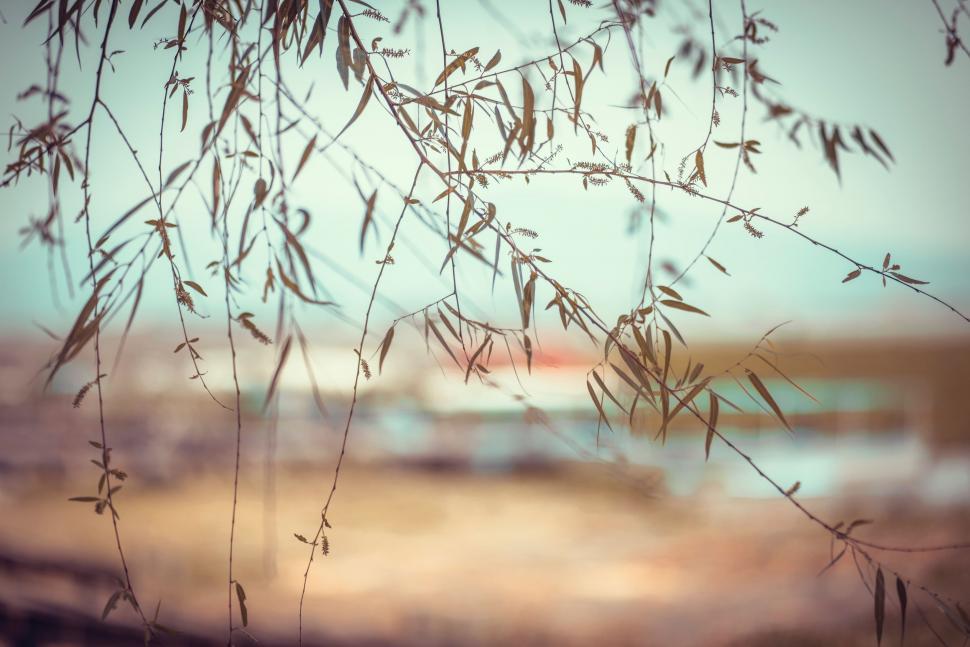 Free Image of Blurry Tree Branch and Building in Background 