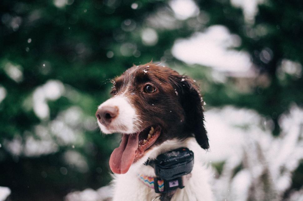 Free Image of Brown and White Dog With Tongue Out 