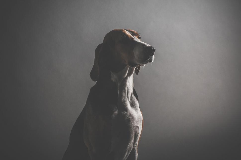 Free Image of A Black and White Photo of a Dog 