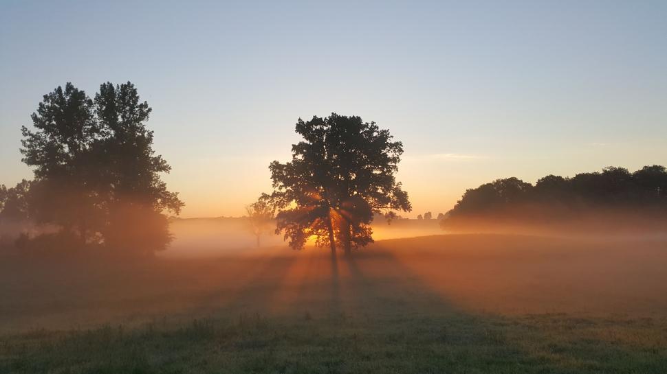 Free Image of Misty Field With Lone Tree 
