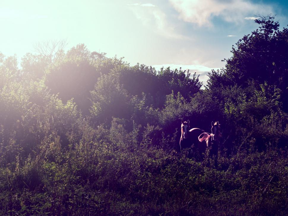 Free Image of Group of Horses Grazing on Lush Green Hillside 