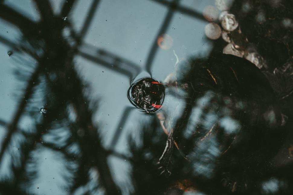 Free Image of Reflection of Trees in Puddle of Water 