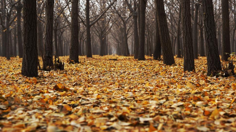 Free Image of Dense Forest With Leaf Covered Trees 
