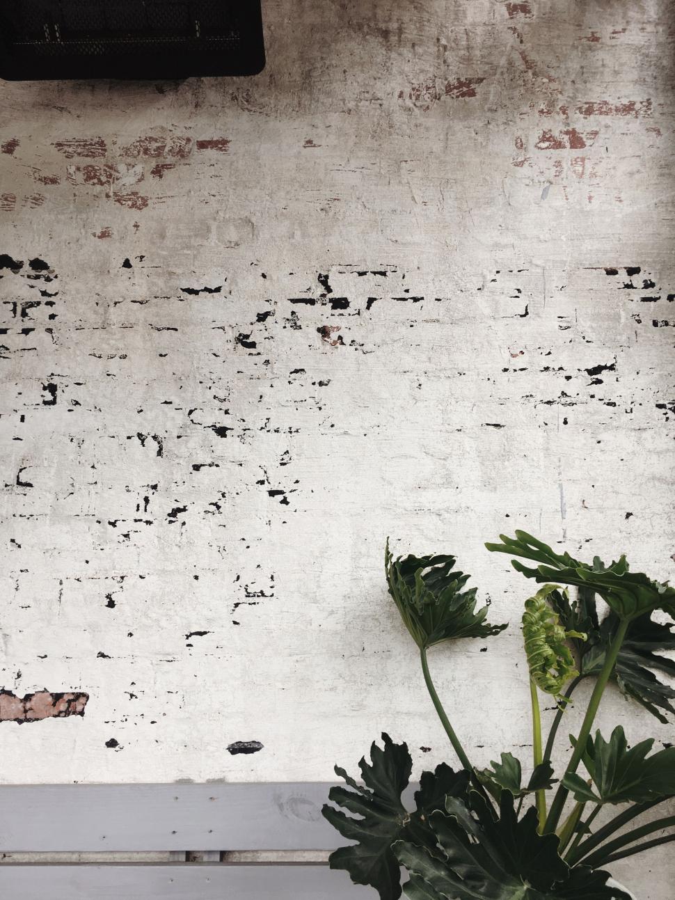 Free Image of Plant on Bench 